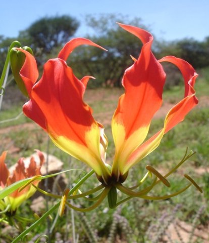 Gloriosa superba flower